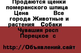 Продаются щенки померанского шпица › Цена ­ 45 000 - Все города Животные и растения » Собаки   . Чувашия респ.,Порецкое. с.